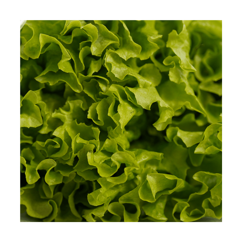lechuga-verde-crespa-la-huerta-180g-12005805-03.png